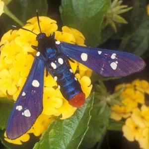 thumbnail for publication: Oleander Caterpillar, Syntomeida epilais Walker (Insecta: Lepidoptera: Arctiidae)